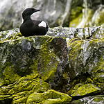 BB 15 0452 / Cepphus grylle / Teist